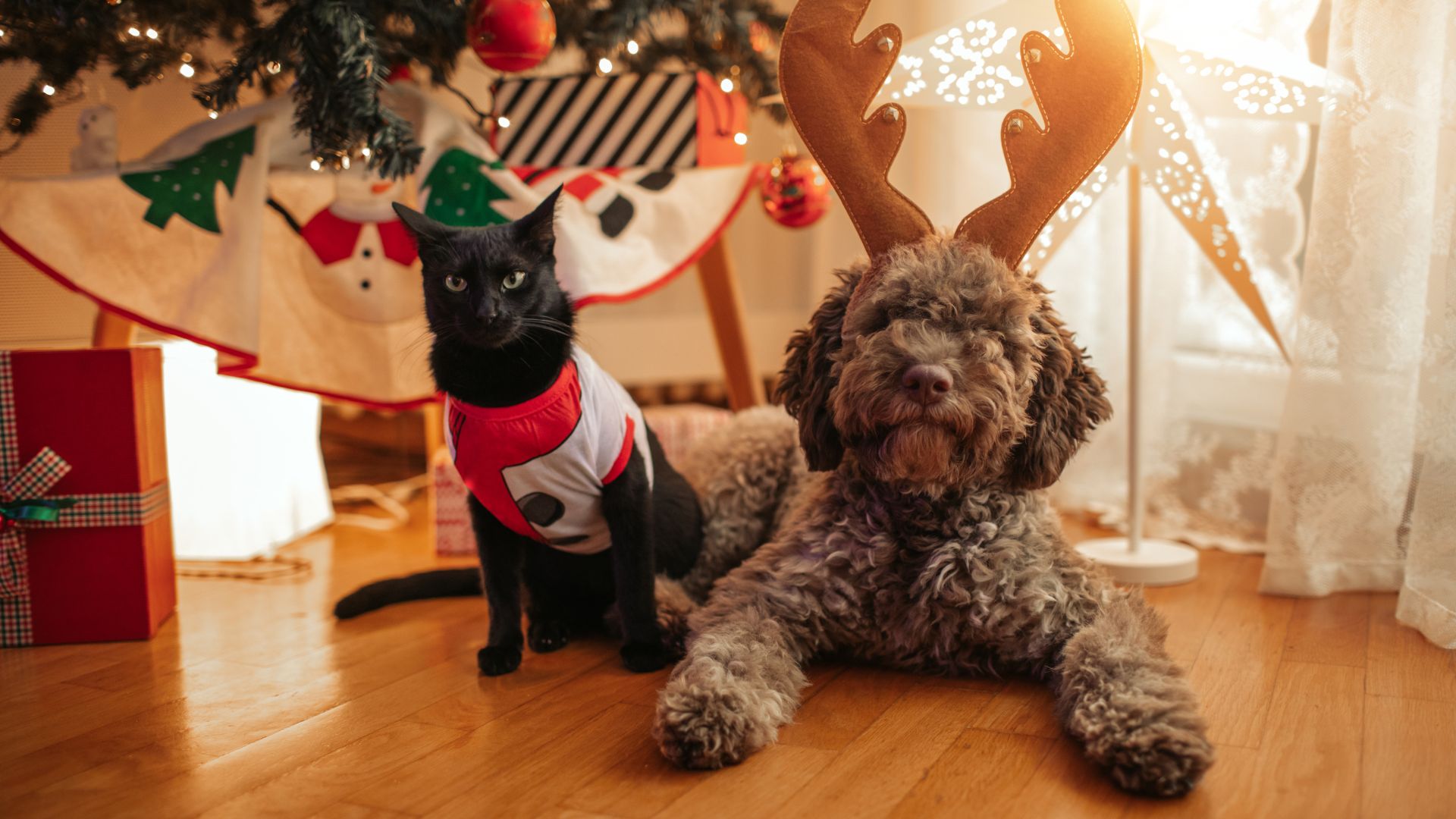 dog christmas